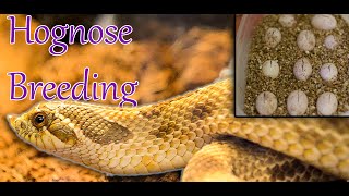 How to Breed Hognose Snakes in 5 EASY Steps | WE