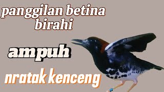 Anis kembang betina memanggil jantan || terapi Anis kembang betina nratak