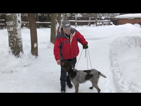 Video: Kako trenirati pse za lezenje