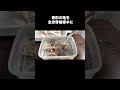 亀を全身骨格標本にしてみた#いのししの人 #骨格標本