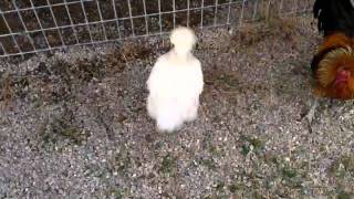 Dodo bird?