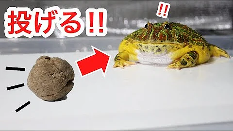 ベルツノガエル蛇フロッグ Mp3