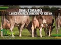 SimHol o Simlandés: El Cruce de la Raza Simmental por Holstein - TvAgro por Juan Gonzalo Angel