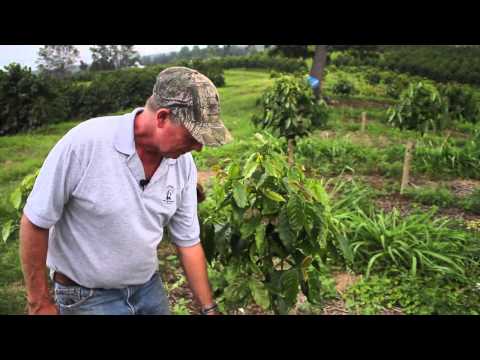 Wideo: Cięcie Roślin Kawy - Przycinanie Roślin Kawowych