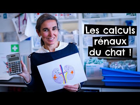 Vidéo: Voies Urinaires / Calculs Rénaux (phosphate De Calcium) Chez Les Chats