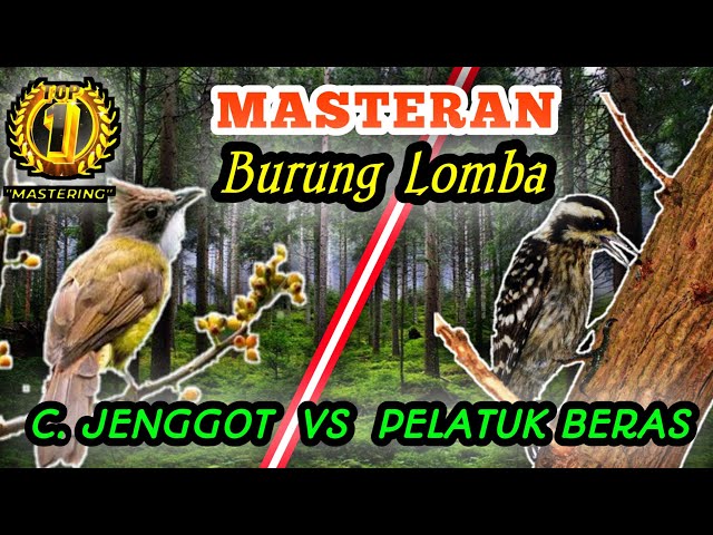 CUCAK JENGGOT VS PELATUK BERAS - Masteran Istimewa Untuk Murai Batu Dan Semua Jenis Burung Lomba class=