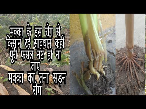 वीडियो: क्या मक्के की जड़ होती है?