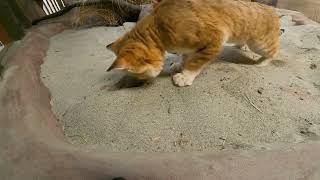 Sand cat digging ASMR