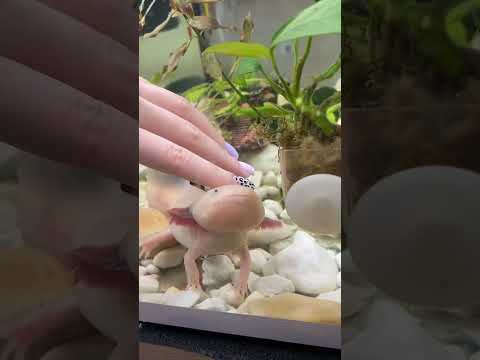 Никогда так не делай, если у тебя живет аксолотль! #аксолотль #axolotl