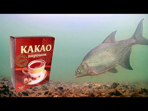 Сработает? Знакомый рыбак посоветовал добавить Какао в прикормку!