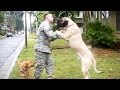 [NEW] DOGS MEET OWNERS after LONG TIME 💕 (HD) [Funny Pets]