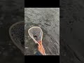 Hitting trouts in Nj had a great time on the fly #foryou #shorts #fishing #610 #foryou