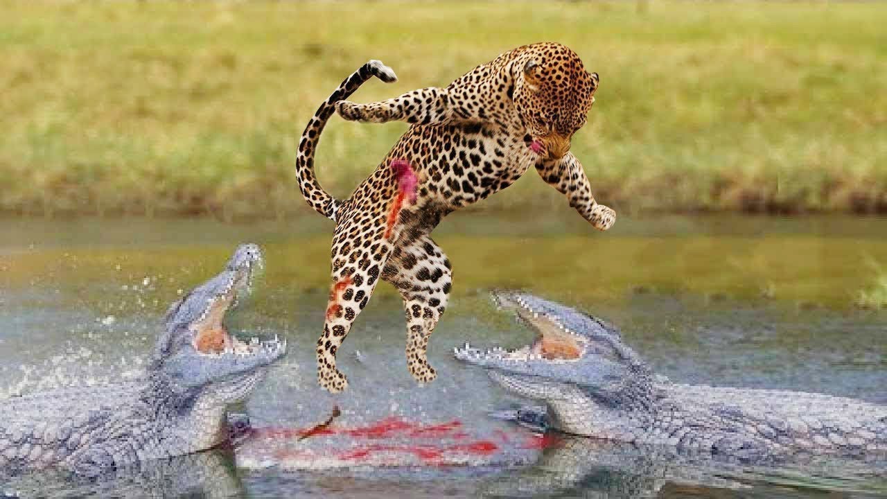 Jaguar vs Crocodile(순간들 재규어공격 악어) YouTube