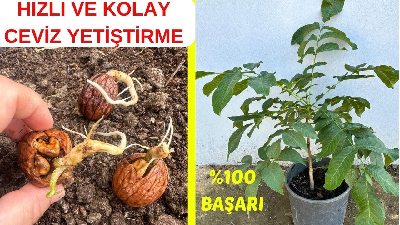 Ceviz Dikmenin Tam Zamanı, Tohumdan Ceviz Nasıl Yetiştirilir, Ceviz Çimlendirme, Ceviz Yetiştirme