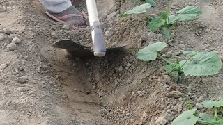 चप्पन कद्दू में मिट्टी चढ़ाने का तरीका 30 नवंबर2023youtube agriculture youtubeshorts farmer