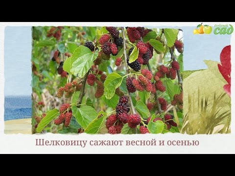 Посадка шелковицы - как правильно посадить шелковицу