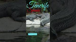 Tenerife mai '17 - 3 - #spania #canare #tenerife #tour #travel #devazut #dacaitiplacedamaideparte