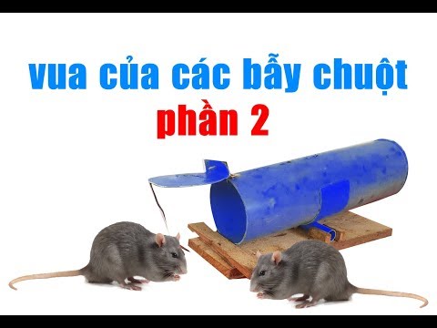 Video: Bẫy chuột tự chế: chủng loại, vật liệu cần thiết và công nghệ