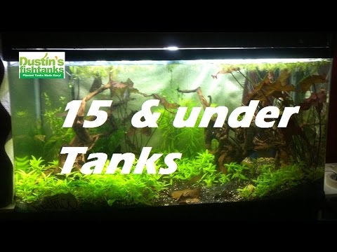 beginners-with-aquariums,-15-and-under-fish-tank-contest-entries