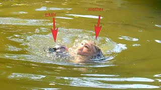 OH MY GOD HELP BABY MONKEY NEAR DROWNING NOW , MOM MONKEY IS NOT ALLOW BABY SWIM IN DEEP WATER.