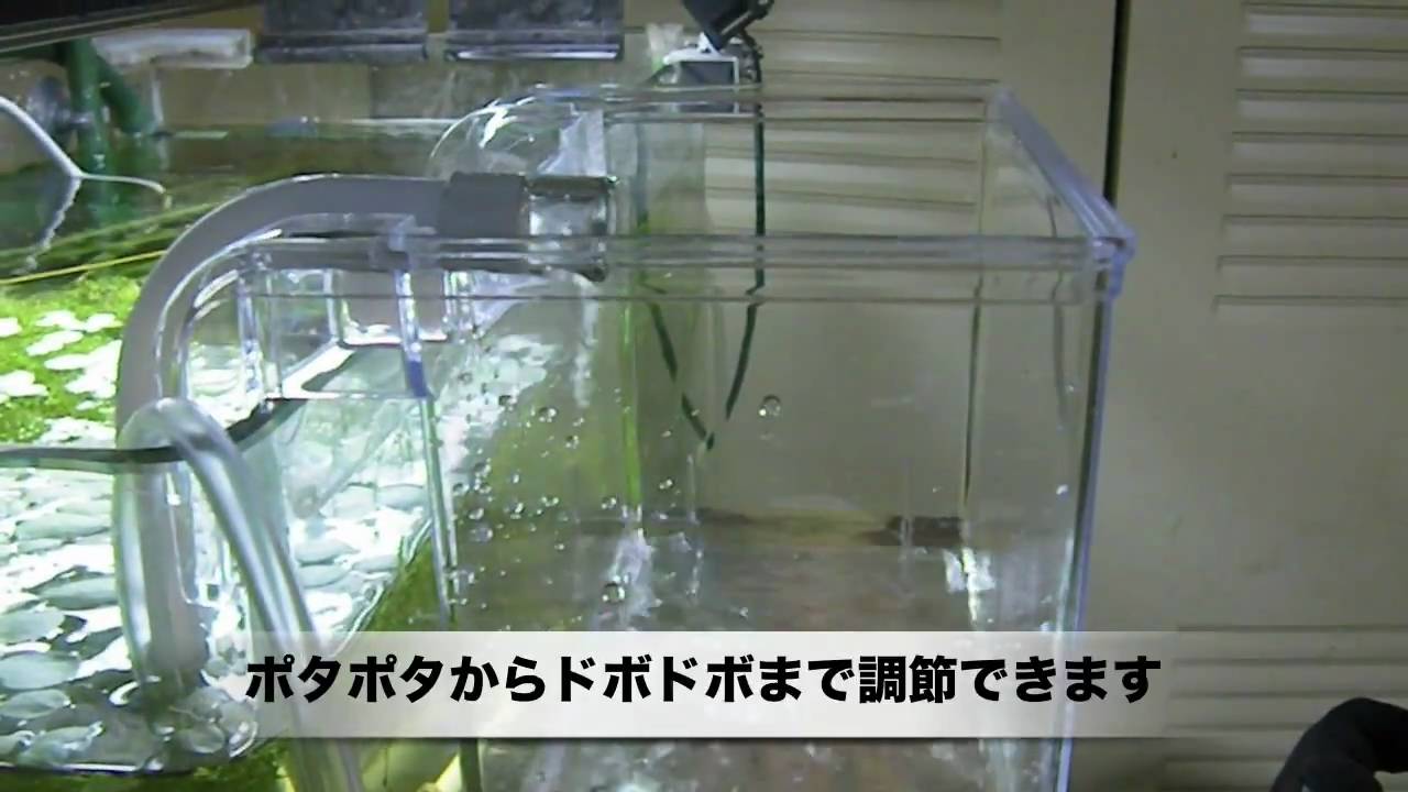 グッピーの稚魚 隔離はいつまで ある程度の目安を知ろう さかなくらぶ