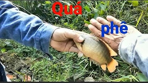 Ông bạn giựt rô khủng dỡ không lên ,quá sướng tay # câu cá hóc môn