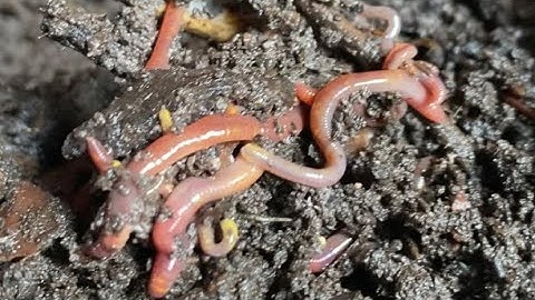 Composting with Craig Ep 104: 500+ Red Wigglers End of May Check In