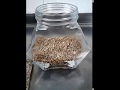 Cannabis cbd seeds winter experiment Cannabis cbd seeds winter experiment