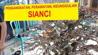 150 MENGENAL SIANCI LEBIH DALAM