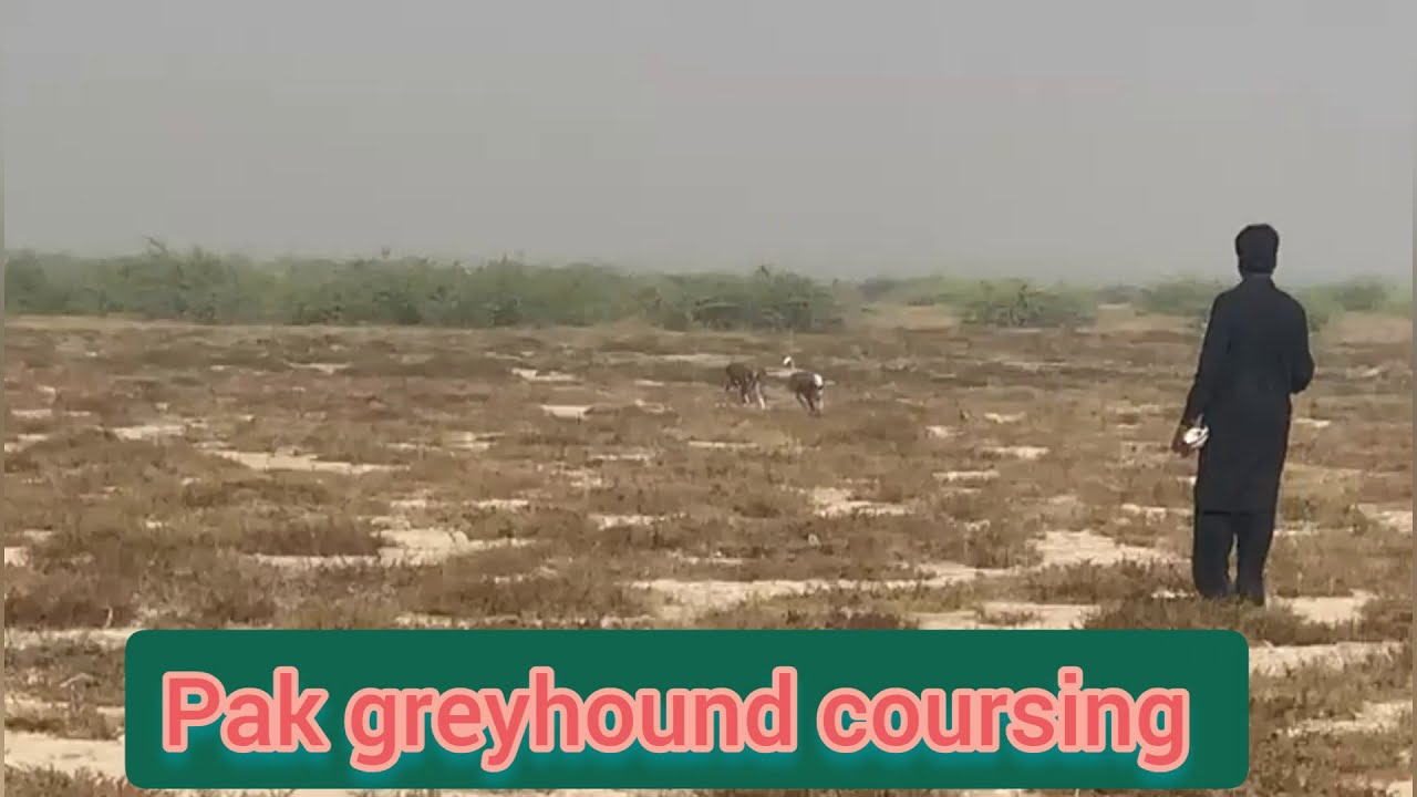 Greyhound racing in Pakistan | Dog vs rabbit race 2021 | khargosh ka shikar | Galgo 2021
