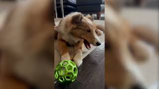 ADORABLE PUPPY CHEWING HER BULLY STICK | SHETLAND SHEEPDOG