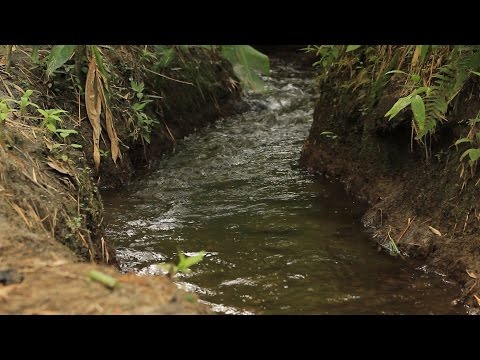 Vídeo: Como Proteger Rios