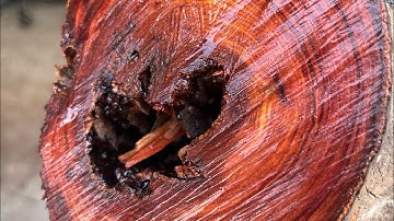 GL ống trắc dây krôngpa 30kg Vân cực đẹp đục chim chóc hoa lá cành đều bóp ạ 850k bao ship ạ