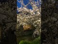 Sakura light up at Kyoto (Gion the old town area) #kyoto #japan #gion #sakura #flower