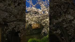Sakura light up at Kyoto (Gion the old town area) #kyoto #japan #gion #sakura #flower