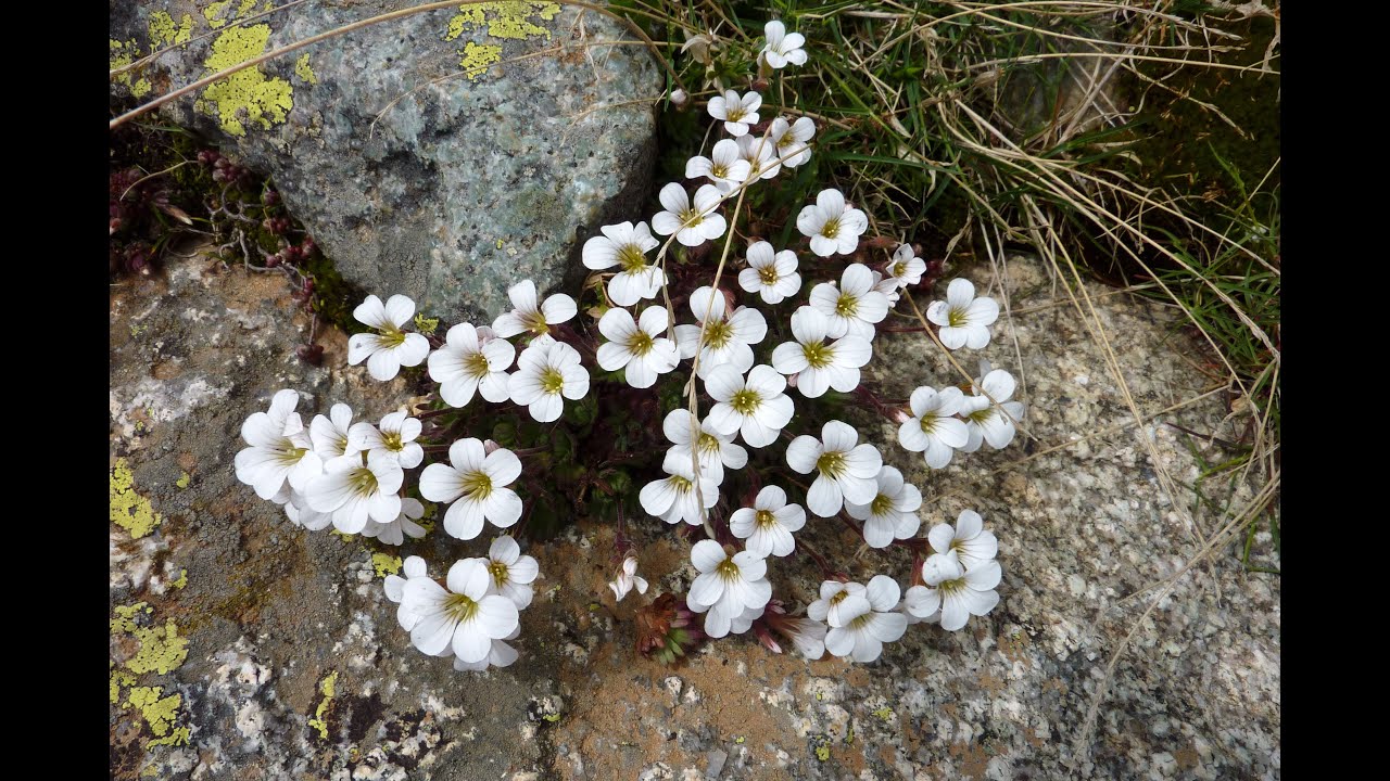 Trekk  in  Corsica  26 -29 - 5 -2005