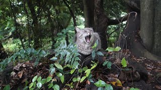 【猫動画】猫ちゃん「がおーだにゃ」　cat「Gaoooo meow」　#猫  #地域猫  #野良猫 by 猫と魚ともっくん 83 views 5 days ago 5 minutes, 43 seconds