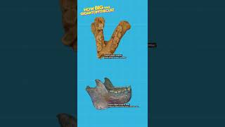 How Big Was Gigantopithecus? #kingkong #debunked #mythsdebunked #shorts #debunkingmyths