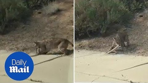 Bobcat enters into tense battle with rattlesnake - Daily Mail