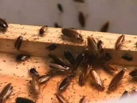 Cockroach Avert Dry Flowable Bait - Part 1