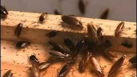 Cockroach Avert Dry Flowable Bait - Part 1