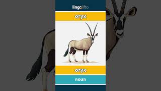 🇬🇧🇫🇮 oryx - oryx : learn English : opetellaan englantia : vocabulary builder