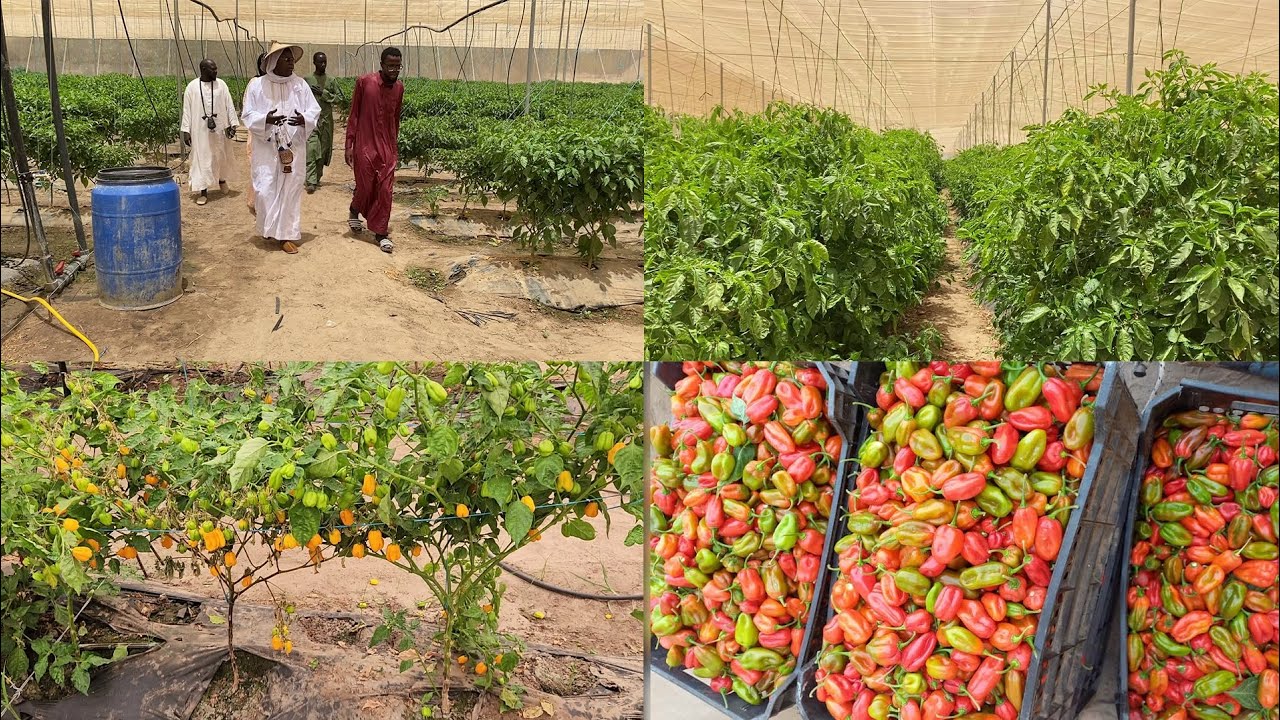 Rcolte de piments cultivs sous serre dans les champs de Cheikh Ahmadou Mbacke Maa ul Hayaat