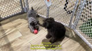 Schnoodle Puppies For Sale