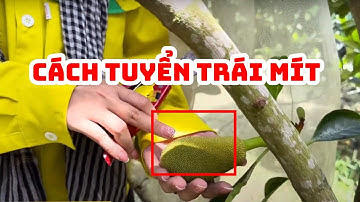 Cách tuyển trái mít ruột đỏ xơ vàng và dấu hiệu nhận biết xơ đen | SIÊU THỊ CÂY GIỐNG WELOFARM