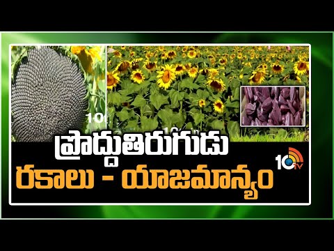 ప్రొద్దుతిరుగుడు రకాలు - యాజమాన్యం | Sunflower cultivation | Matti Manishi | 10TV
