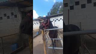 HAITI: Beleza, Força e Elegância em um Só Garanhão