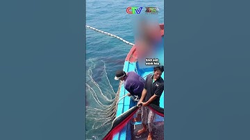 Tăng cường biện pháp chống khai thác hải sản bất hợp pháp #shorts