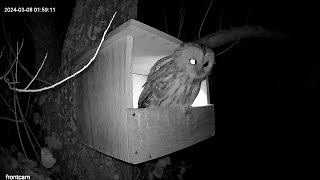 Kestrel nestbox highlights 5: tawny owl visit and kestrels sharing a mouse.