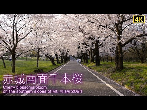 さやま桜様 さやま桜様